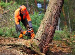 Professional Tree Removal in Badger, AK