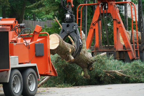 Best Tree and Shrub Care  in Badger, AK